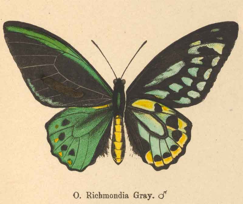 Ornithoptera richmondia