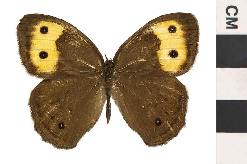 Cercyonis pegala, male