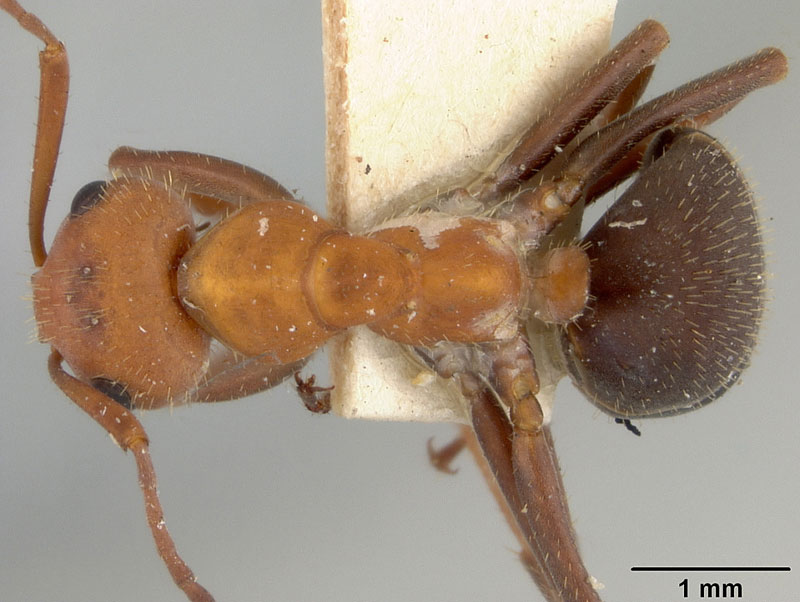 Formica impexa