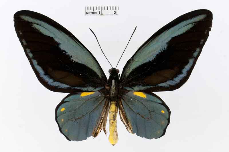 Ornithoptera aesacus