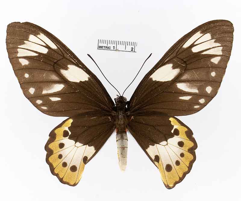 Ornithoptera meridionalis