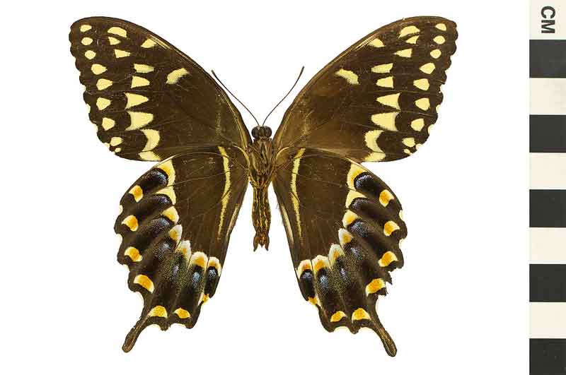 Papilio (Pterourus) palamedes