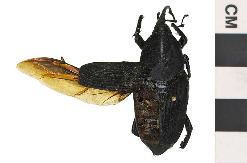Rhynchophorus cruentatus