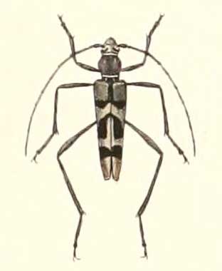 Acrocyrtidus fasciatus