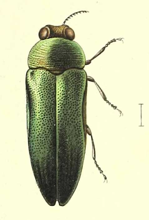 Agrilus viridanus