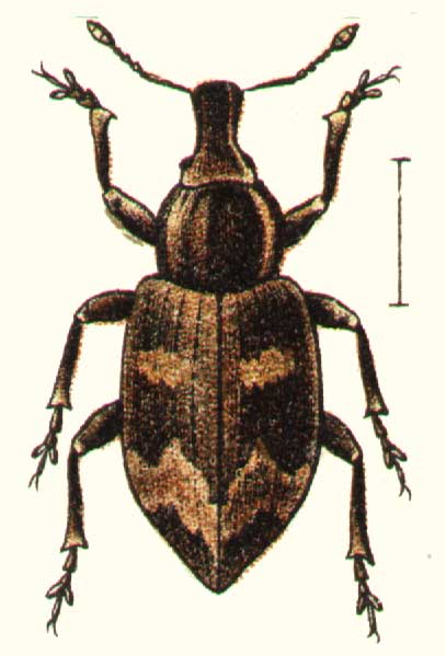 Alophus triguttatus