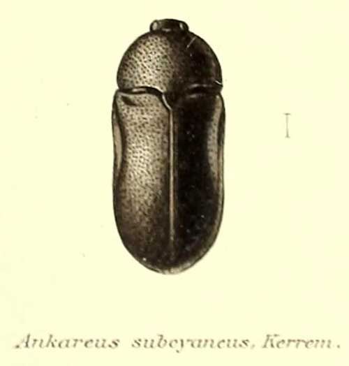 Ankareus subcyaneus