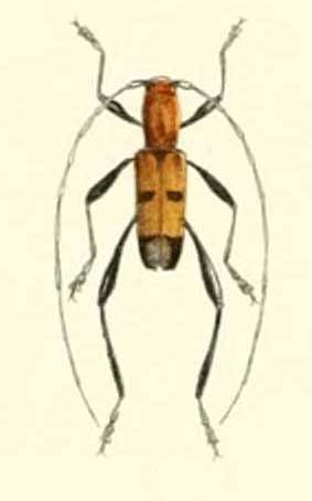 Aridaeus timoriensis