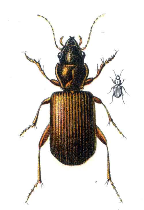 Bembidion laterale