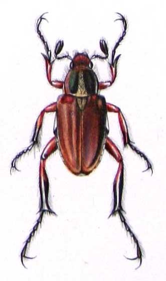 Calodactylus tibialis