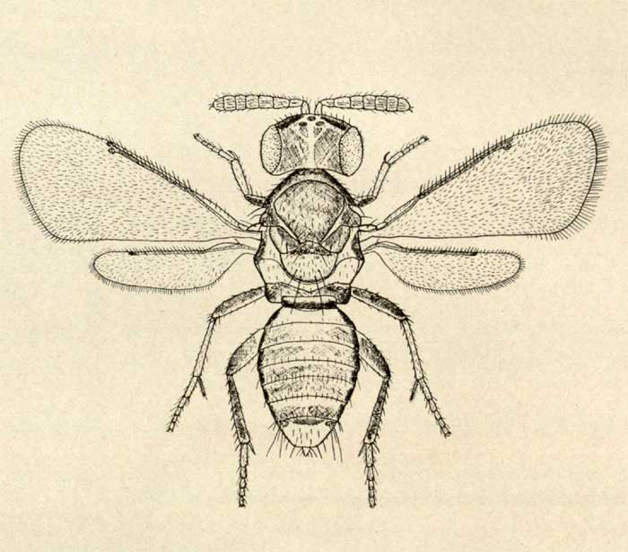 Coccophagus yoshidae