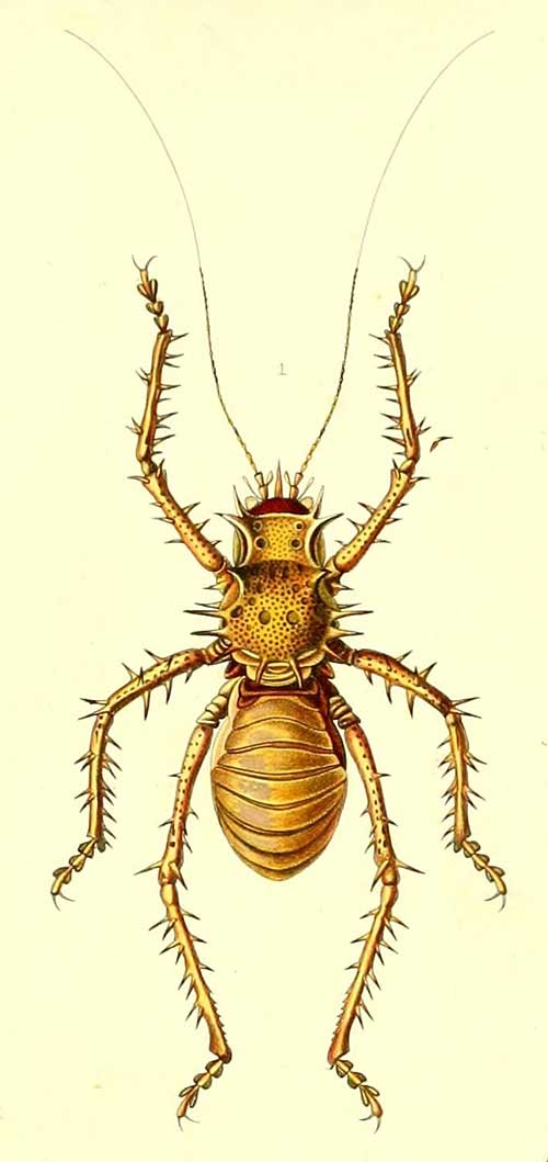 Cosmoderus erinaceus