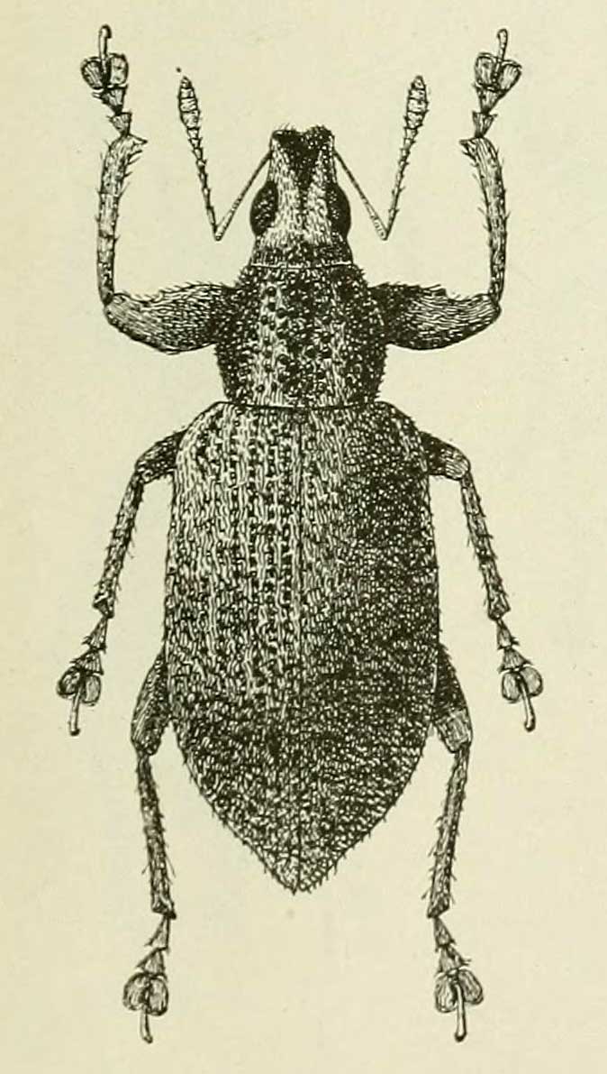 Cratopus pilosus