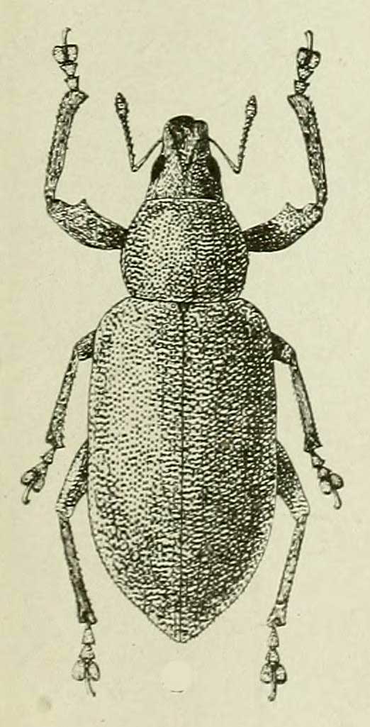 Cratopus viridulus