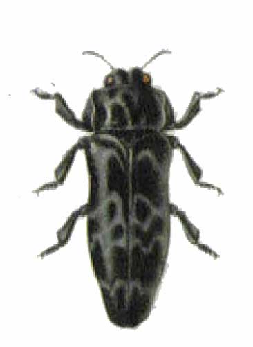 Cryptodactylus lugubris