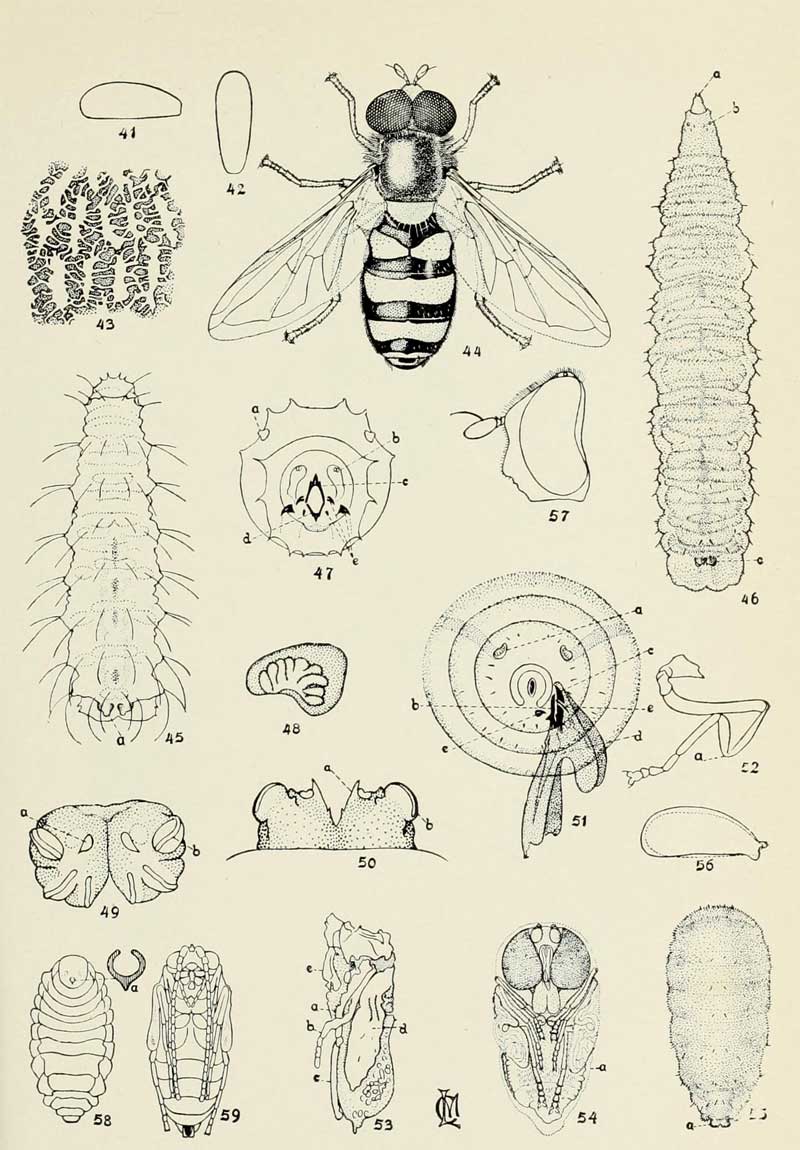 Eupeodes americanus