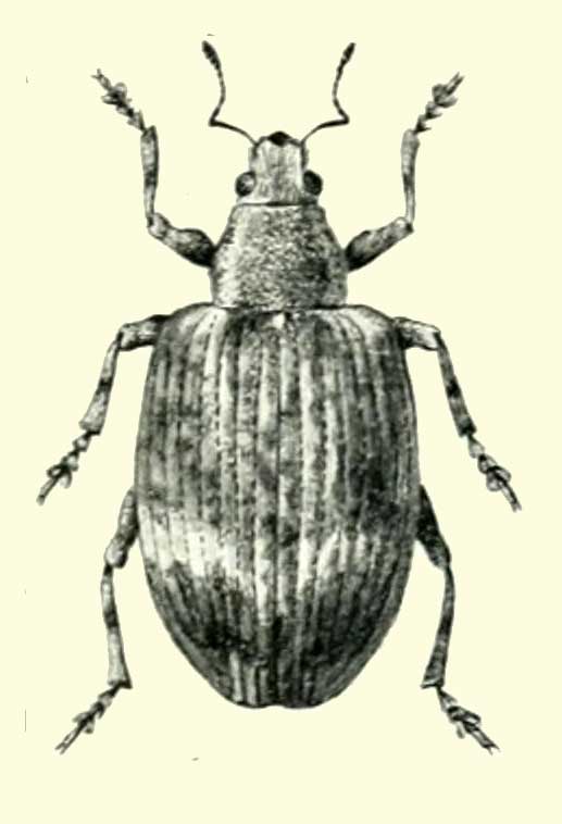 Frontodes brevicornis