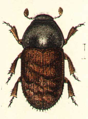 Hylesinus varius