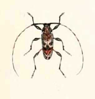 Jordanoleiopus africanus