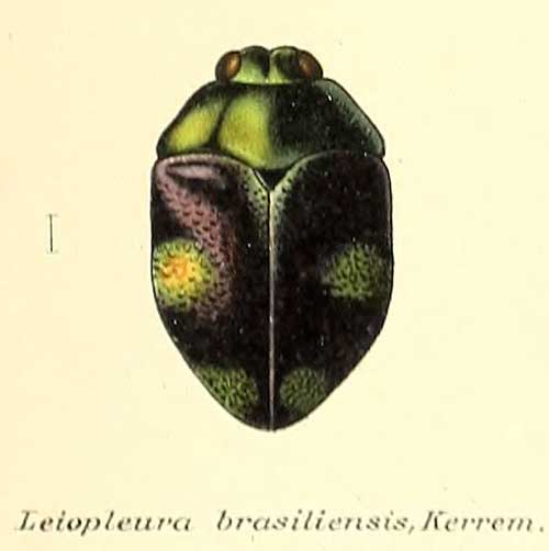 Leiopleura brasiliensis
