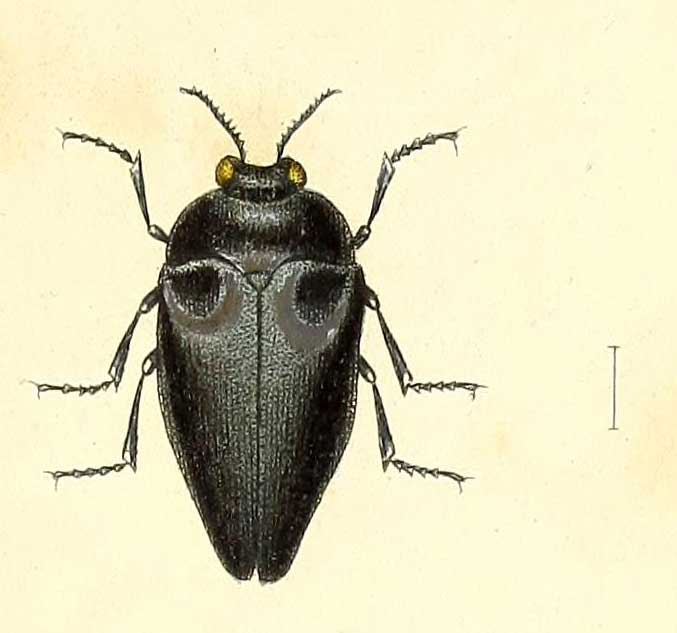 Leiopleura nigrita