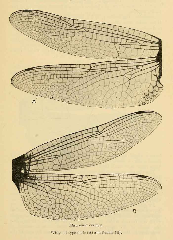 Macromia euterpe 