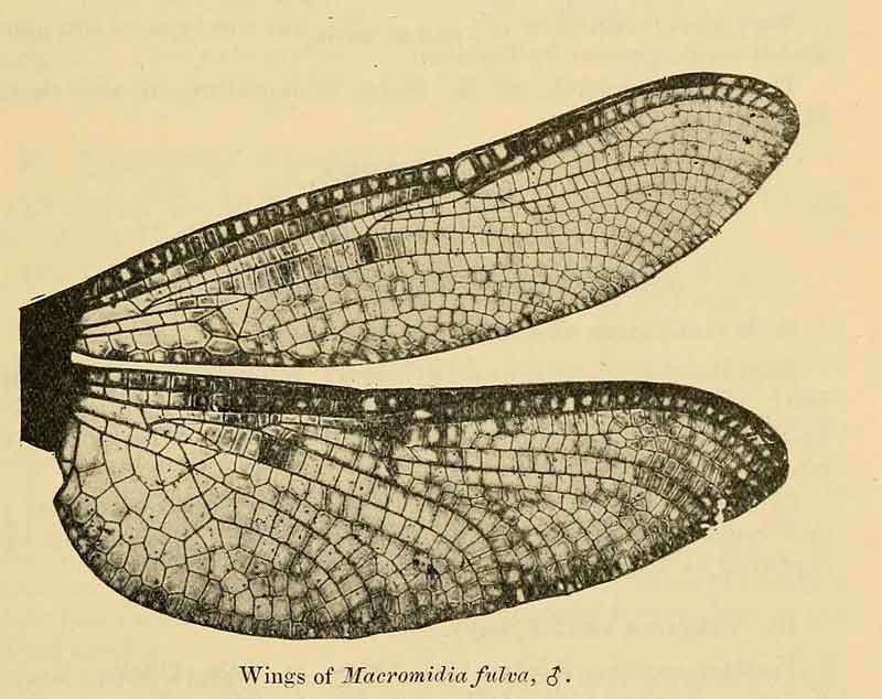 Macromidia fulva