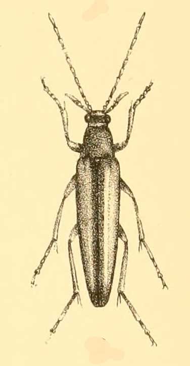 Mikadonius gracilis