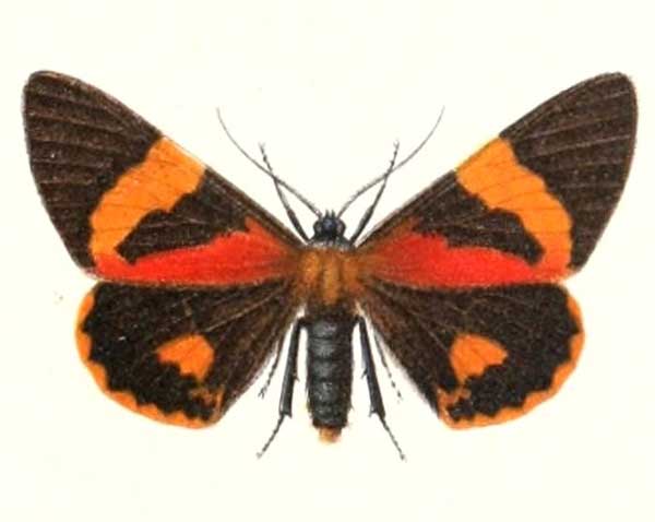 Milionia brevipennis, male