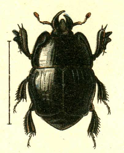 Pachylister inaequalis