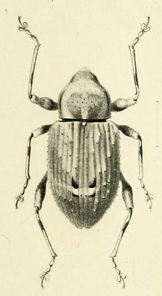 Palaeocorynus bipunctatus