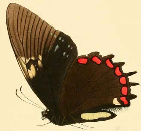 Papilio (Pterourus) garamas