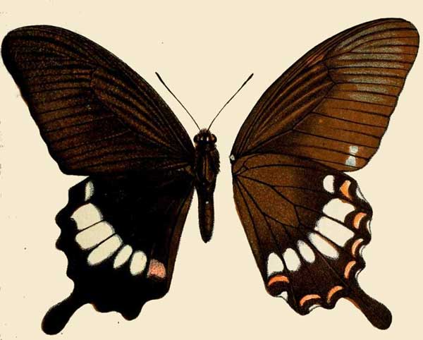 Papilio pitmani