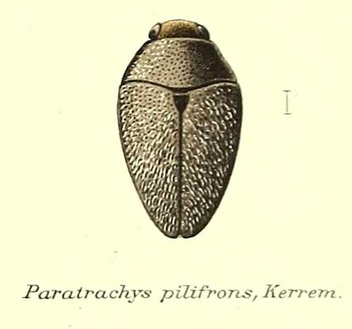 Paratrachys pilifrons