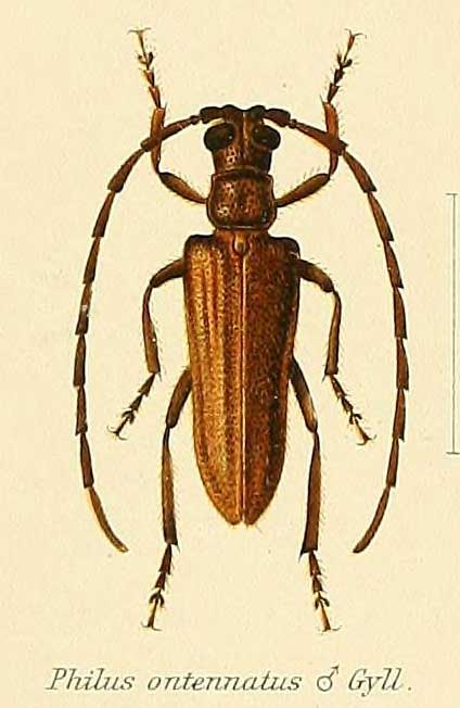 Philus antennatus