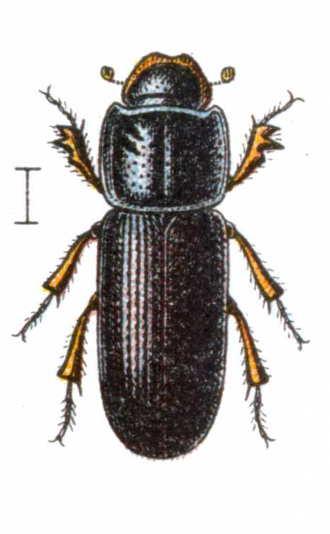Pleurophorus caesus