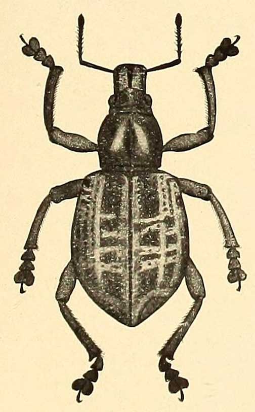 Polycatus panayensis