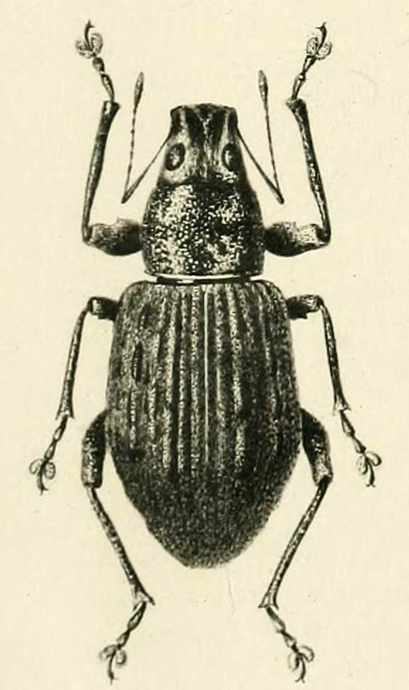 Pseudocratopus costulatus