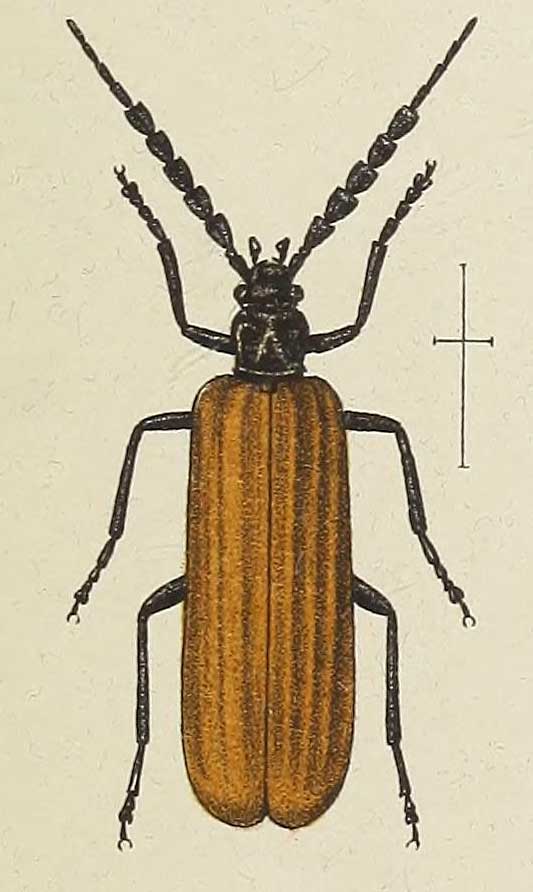 Pseudolycus haemorrhoidalis