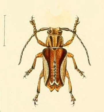Pterolophia biarcuata