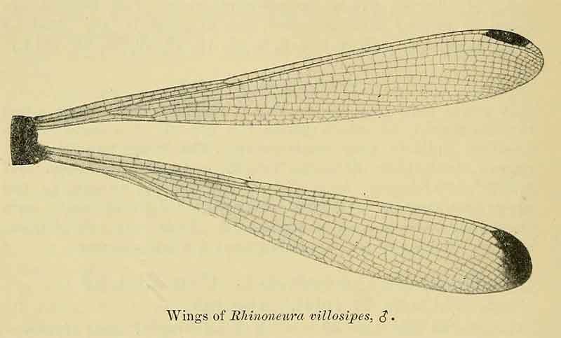 Rhinoneura villosipes