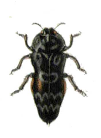 Toxoscelus undatus