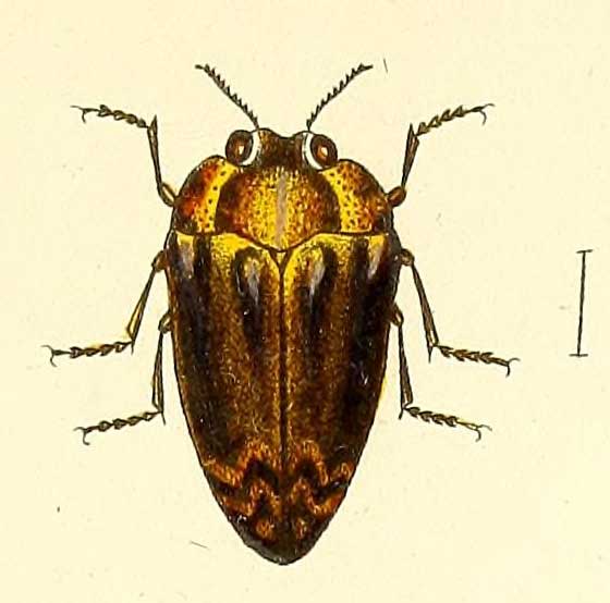 Trachys senegalensis