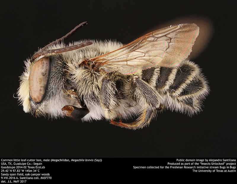Megachile brevis