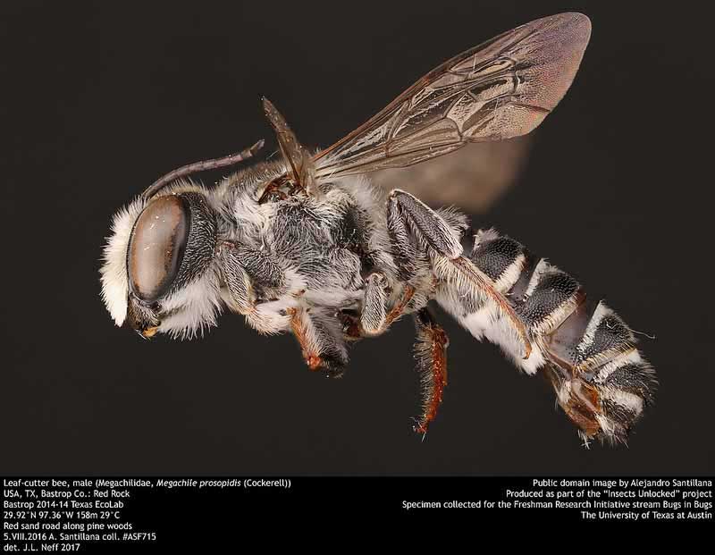 Megachile prosopidis