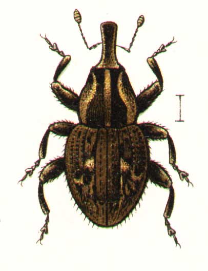 Acalles ptinoides