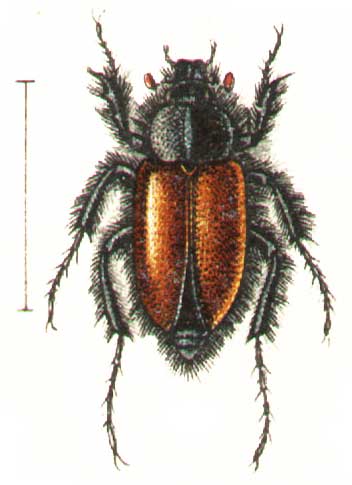 Eulasia bombyliformis