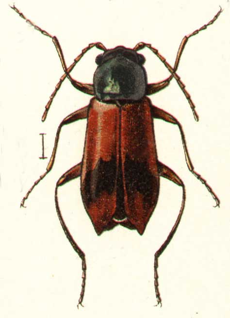 Anthocomus miniatus