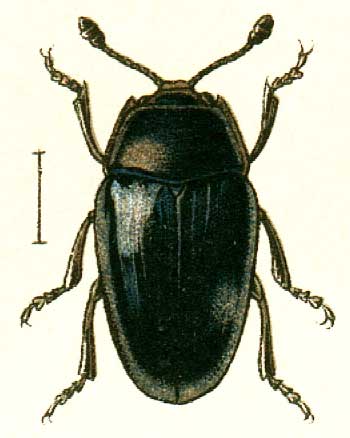 Aulacochilus sibiricus