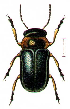 Cheilotoma musciformis